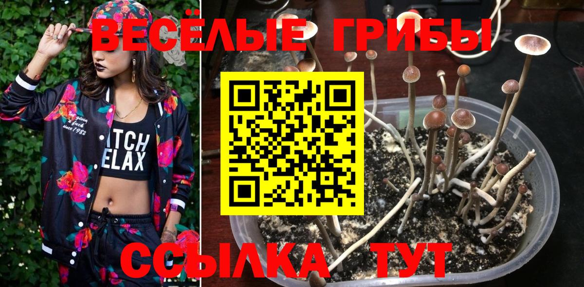 Ростов Великий  Псилоцибиновые грибы Psilocybe  Вход с VPN 